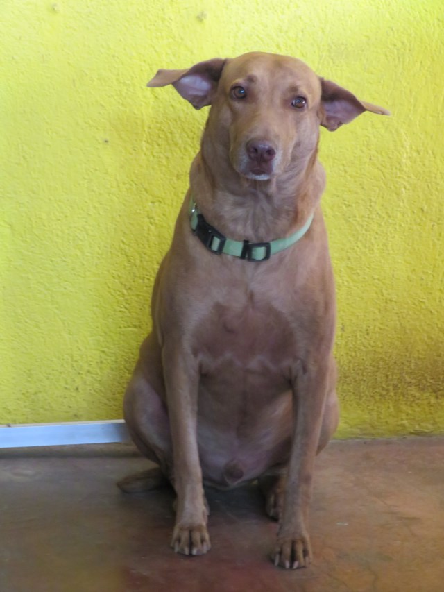 Timo-El Sueno de Frida, San Agustinillo, Oaxaca, Mexico - January 2019